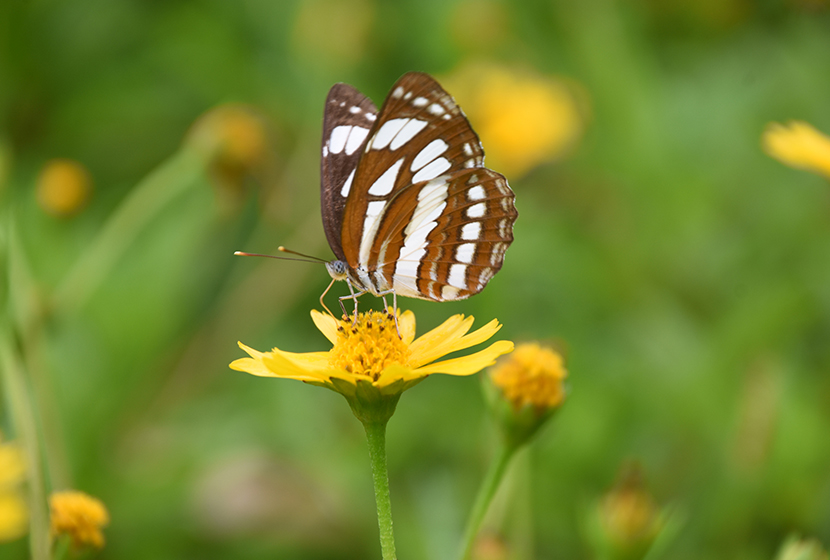 一(yī)些(xiē)叫蝴蝶的(de)家(jiā)夥—蝶戀花(huā)(上(shàng))