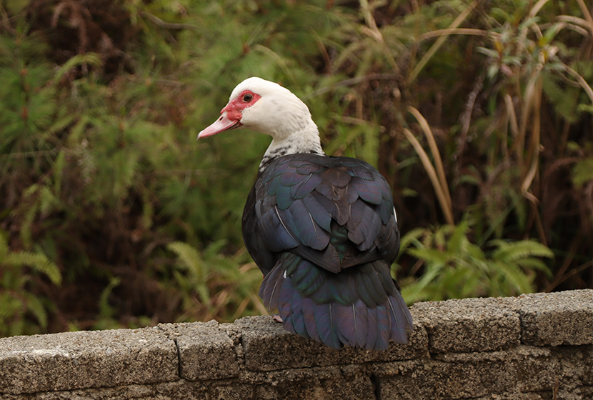 飛(fēi)翔的(de)精靈，你(nǐ)從(cóng)何而來(lái) | 茏騰生(shēng)态館