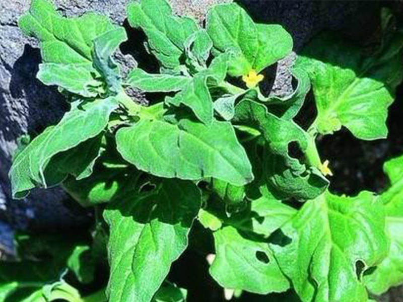 拟設立廣東(dōng)南(nán)澳海(hǎi)島國(guó)家(jiā)森(sēn)林(lín)公園植物(wù)資源調查