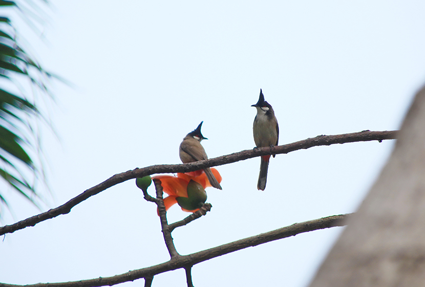 鳥界洗剪吹之一(yī)——紅(hóng)耳鹎