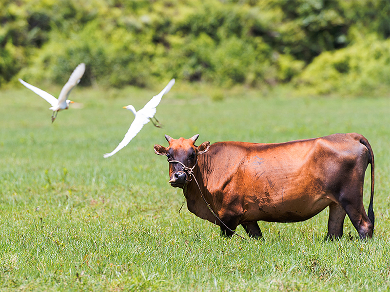 廣東(dōng)康禾溫泉國(guó)家(jiā)森(sēn)林(lín)公園動植物(wù)資源調查