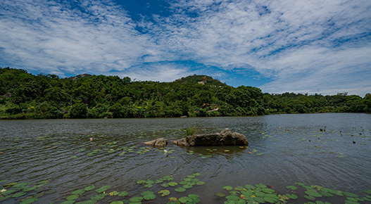 生(shēng)态環境修複